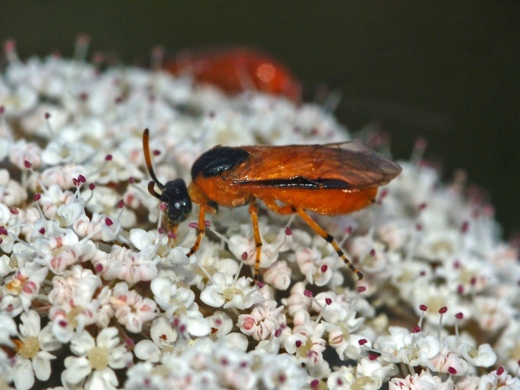 Arge ochropus (Argidae)